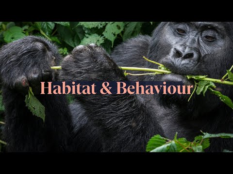 Gorilla behaviour: What plants do mountain gorillas rely on?