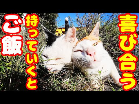 凶暴な猫たちにご飯をもっていくと・・・ さくらねこへの給餌 癒され野良猫動画 感動猫動画