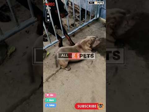 Doberman  vs Pocket Bully #pocketbully #youtubeshorts #shorts