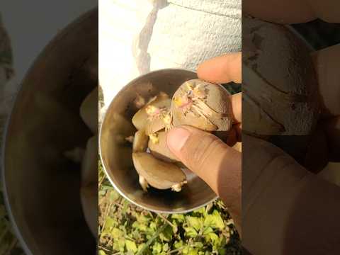 Grow Potatoes Fast and Easily: Beginners Tips for Getting Tons of Tubers!