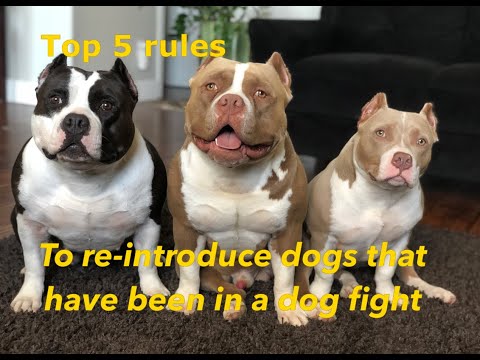 Top 5 rules to re-introduce dogs that have been in a dog fight