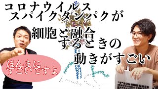 コロナウイルスが細胞に感染するときのスパイクタンパク質の動きがどんなのか答えられますか？【生物学レベル★★★】