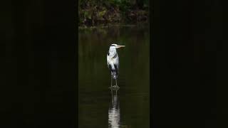 Kaito's Journey #birds #motivation #nature #inspiration #viralvideo #life  #wildlifewisdom #thriller