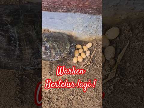 Warken si kura kura lucu, bertelur lagi! #turtle #kurakura #kurakuralucu #kolam #binatangpeliharaan