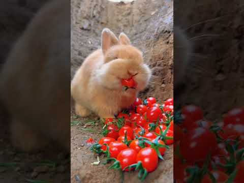 "Adorable Little Rabbit Enjoys a Fruit Feast 🍎🍇🥕" #facts #junglewildlife #endangeredspecies