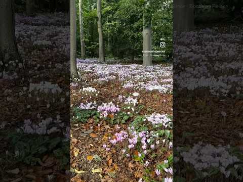 Stunning Cyclamen Grove #winterflower #cyclamen #beauty #garden #forest #nature #gardening