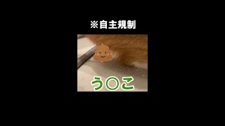 【衝撃】猫のおしりに『ウンコ』がっ！！ #shorts