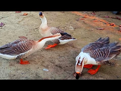 রাজ হাঁস কে একটু বিরক্ত করলাম | swan duck video| swan duck animals video