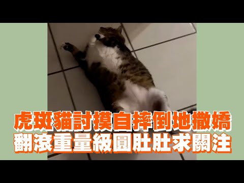 虎斑貓討摸自摔倒地撒嬌　翻滾重量級圓肚肚求關注｜寵物動物｜貓咪