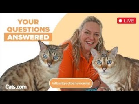 Your Cat Questions Answered by Clinical Cat Behaviourist Amanda from Kittysitty