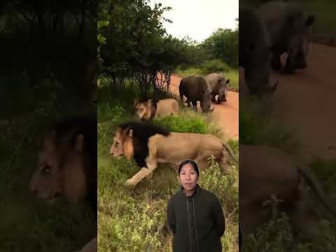 Are lions afraid of rhinos #lion #rhinos #safari #wildlife #animals #africa #theychannel #shorts