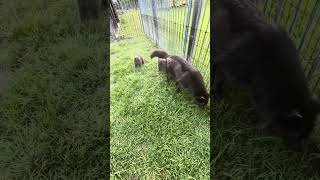 American Blue Bay Mom & Puppies