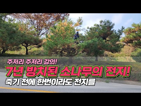 주저리주저리 강의! 7년 방치된 소나무의 전지.. 죽기 전에 한번이라도 전지를 / pruning neglected pine trees beautifully