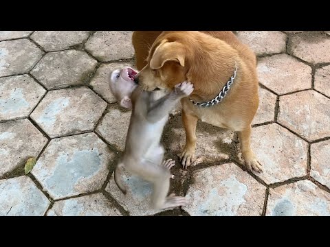 Adorable baby boy to play in front of the house with kiki look is very happy