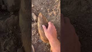 Bear Belly Rubs! #animals #coolanimals #bear #watusi #prairiedogs #camels