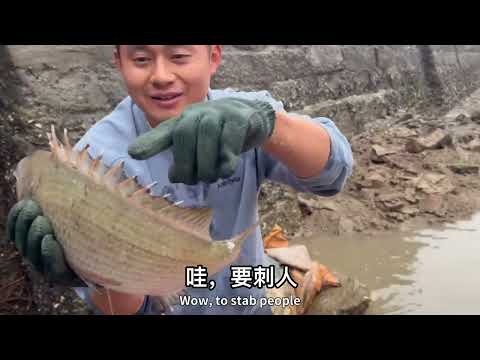 【阿向趕海】耗巨資包下近三千平海塘 石斑鱸魚四處遊竄 魚貨怒賺四千四