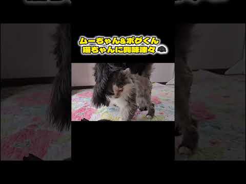 【ムーちゃん＆ボグくん】猫に興味津々🐶#shorts