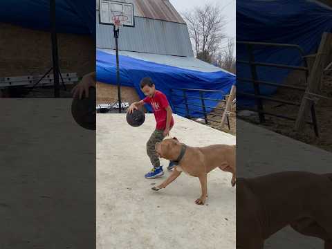 Dog plays basketball