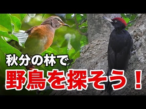 不思議な名前の野鳥を発見！？