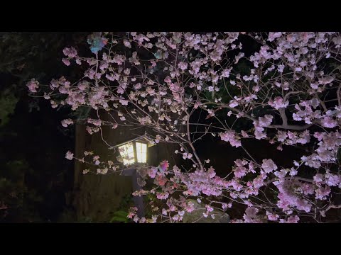 [4KHDR] Cherry Blossoms at Night in Hakone Gardens