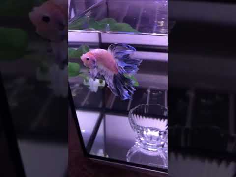 betta collection #ytshorts #aquariumtanks #bettafishworld