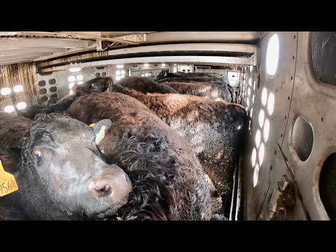 Japanese Wagyu Cows Unloading (Raw NO Cuts) (ep.23)