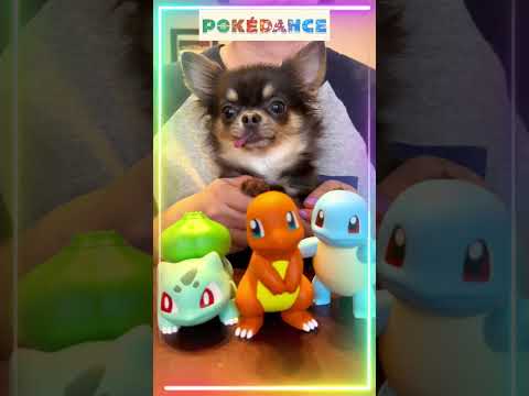 ポケダンス踊ってみた♪ #チワワ#chihuahua  #犬 #dog #犬のいる生活#pokedance