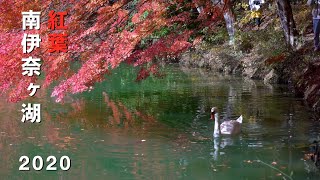 2020 美しい南伊奈ヶ湖の紅葉(4K) Beautiful Autumn Colors At Lake Minami-Inagako(UHD)