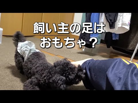 【トイプードル】飼い主の足で遊ぶトイプードルのカイがこちら