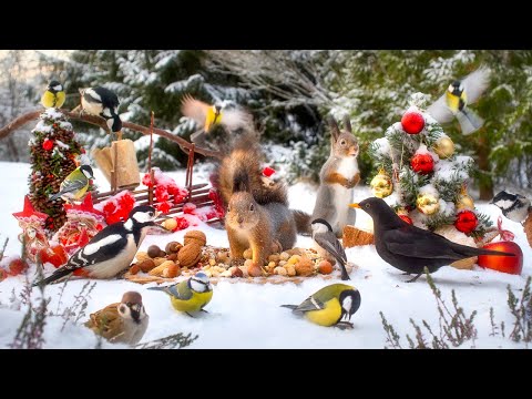 Cat TV for Cats to Watch😽 Festive Fun with Forest Friends🎄 10 hours Cat & Dog TV 🐶  4K HDR