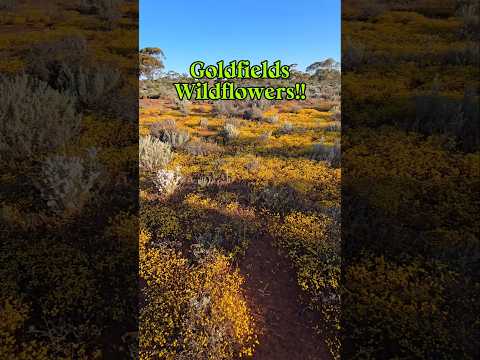 Goldfields Wildflowers! #findinggspots #wildflowers