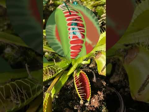 Venus flytrap eating insects #carnivorousplants #plantsfacts #flytrap #endangered #science #how