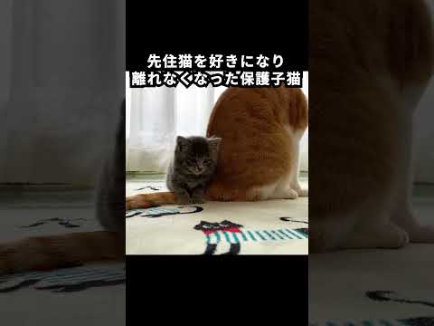 先住猫を好きになり離れなくなった保護子猫　#kitty