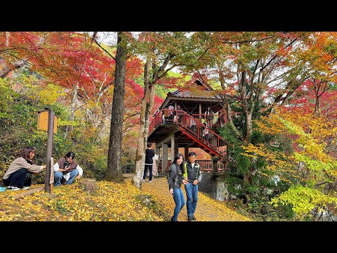 4K Beautiful Autumn in Japan - Most Beautiful scenic Landscape Relaxing Walking Tour Aichi, Japan