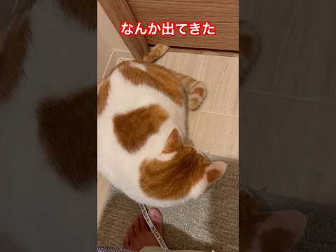 なんか出てきた#出てきた #猫動画 #チャオチャイ