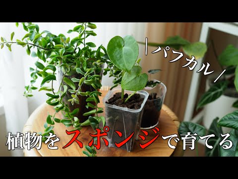 観葉植物をパフカルで育てた結果｜管理方法｜成長報告