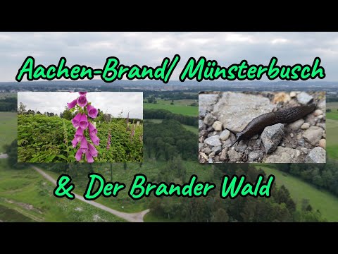 Aachen-Brand Münsterbusch & Der Brander Wald, Aachen Region 🌲🌳🌺🪻🍀🌿