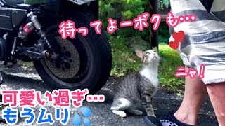 テントで添い寝した野良猫の引留めが可愛いすぎて無理な件【号泣】後編 #猫 #キャンプ #asmr