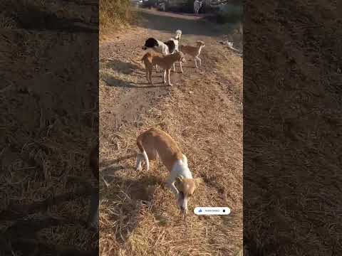 Cute dog acting#actor dog #shorts#funny#viral