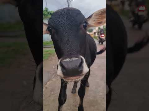 Funny Cow videos 🐄 Cow videos Cow dance cow sound #shorts #viral #cow #cowdance #cowvideos #cows #yt