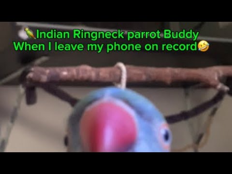 #crazyparrot #parrotshorts #indiaringneck #indianparrot #birdlovers_bestpets #petshorts