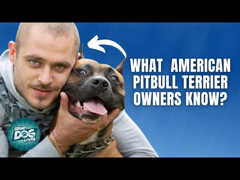 12 Things Only American Pitbull Terrier Owners Understand