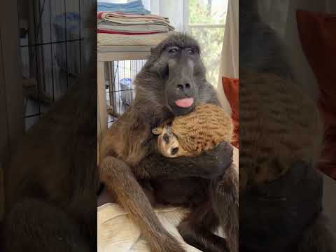 This BABOON loves to cuddle her Meerkat friend! 🤩