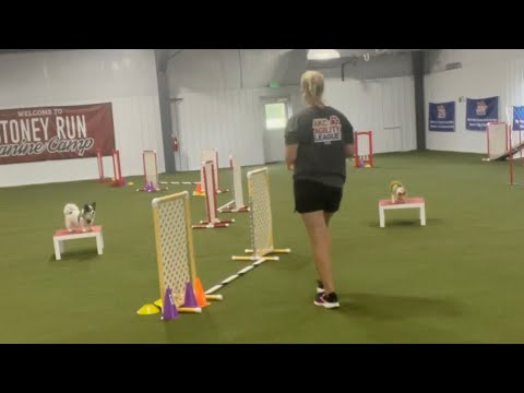 Training two dogs at once using training platforms!