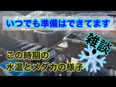 (メダカ)冬よ！いつでもこい準備万端ら！