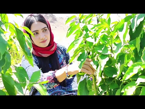 Village Life Iran | Cooking oddly delicious Village Food by country girl