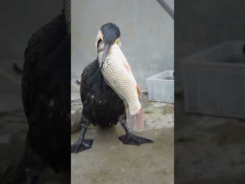 Cormorants love to eat carp