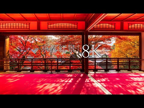 [Nagaokakyo] 5 famous places in Kyoto with autumn leaves to visit in autumn - Japan in 8K