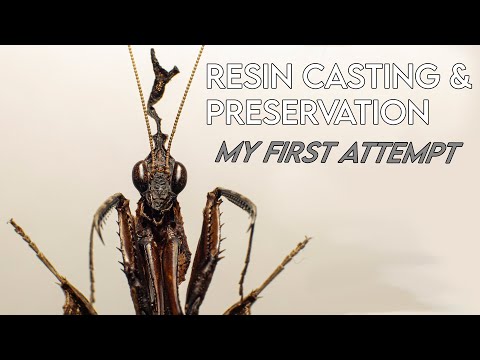 Resin casting my Ghost Mantis RIP Milton :(    [UPDATE & HUSBANDRY]