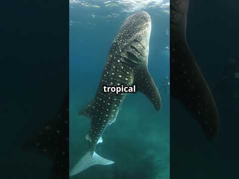 Whale Shark: The Gentle Giant of the Sea! #WhaleShark #OceanLife #GentleGiant